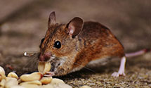 24 Hour & Emergency Exterminators in Easton, CT